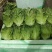 生菜