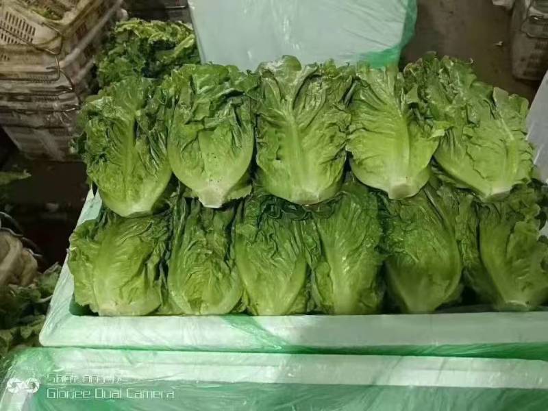 生菜