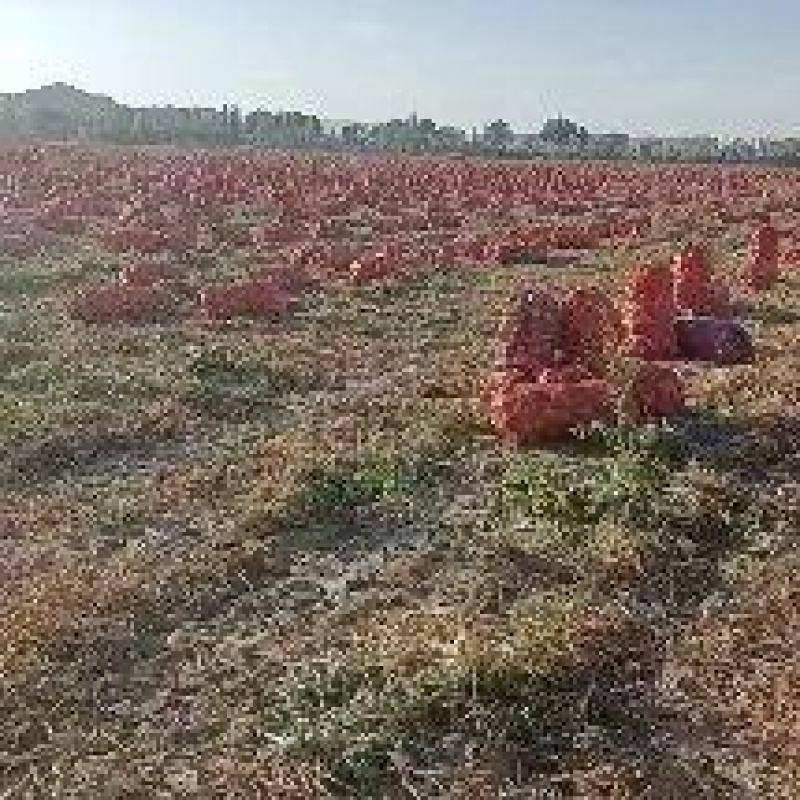 一手货源葱头对接全国，欢迎大家采购