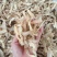 玉竹玉竹片新货无硫