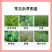 莎阔佳苜蓿和水稻田双登记除草剂专杀阔叶及莎草科杂草