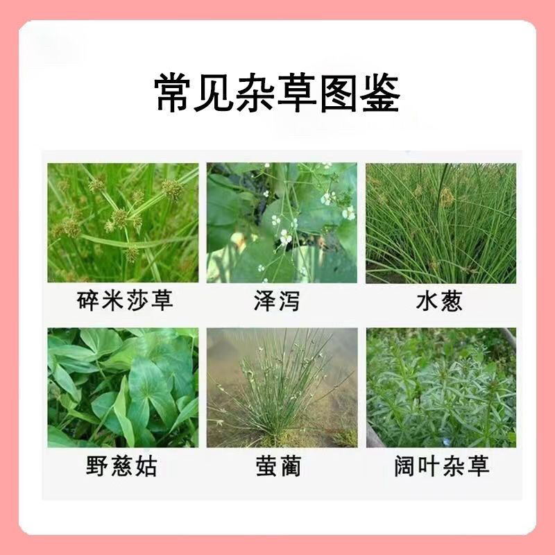 莎阔佳苜蓿和水稻田双登记除草剂专杀阔叶及莎草科杂草