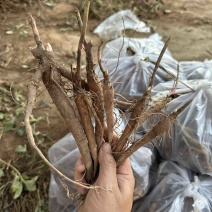 2年药用芍药苗分拣基地