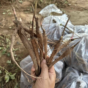 2年药用芍药苗，赤芍苗白芍苗分拣基地