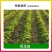 除草剂甲咪唑烟酸花生田除草剂花生田香附子除草剂