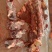 满肉牛脖骨精品满肉牛脖骨量大从优欢迎各地客商洽谈合作