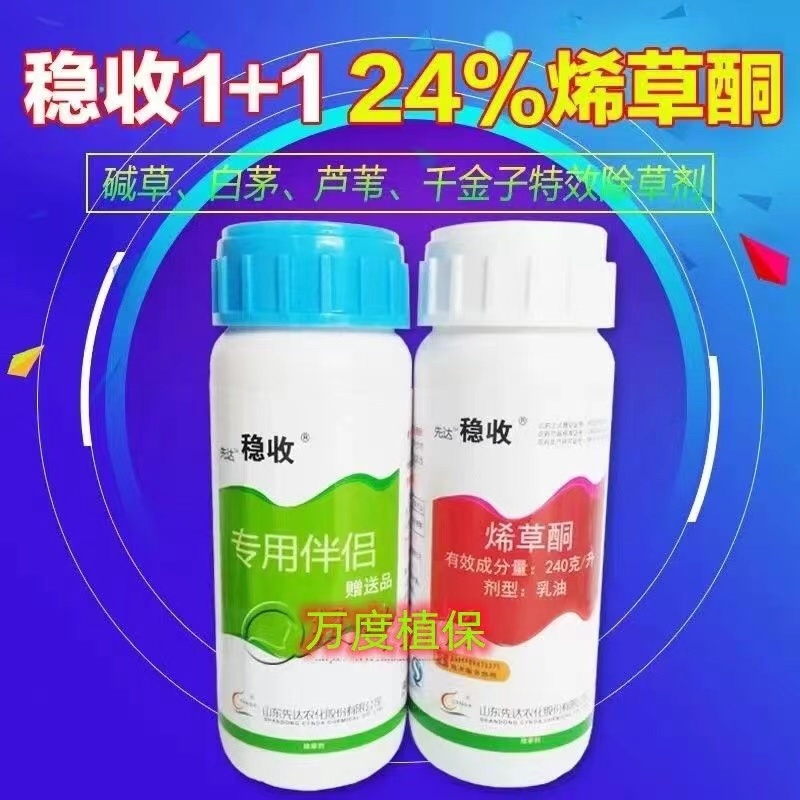 烯草酮24%助剂冰草芦苇茅草早熟禾菵草马唐一年生禾本科杂草