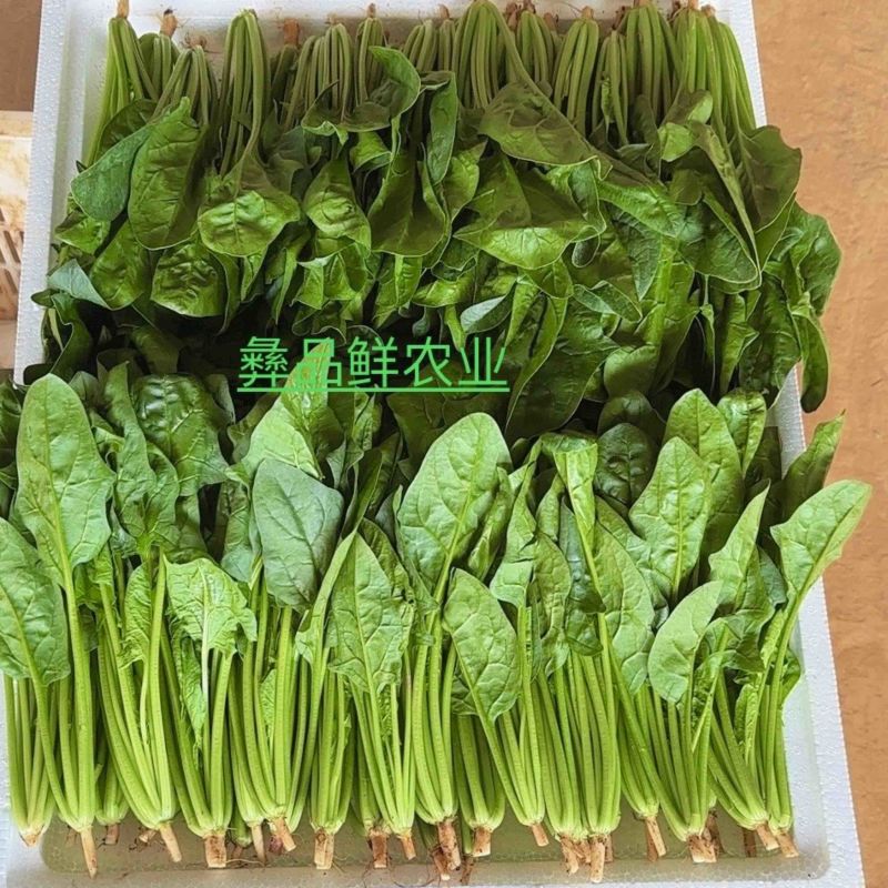 菠菜