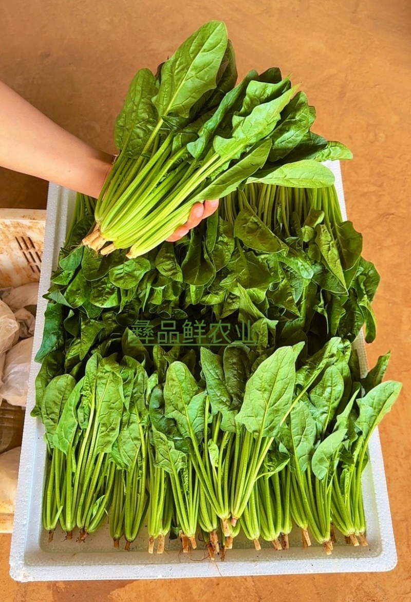 菠菜