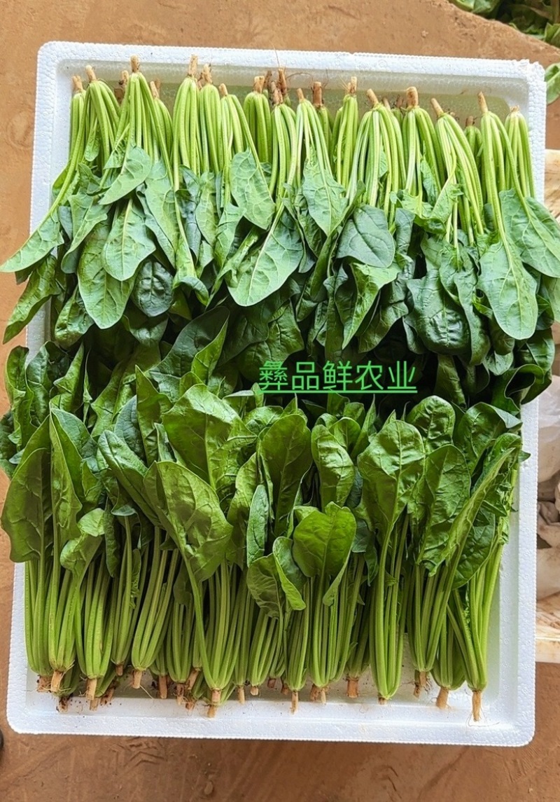 菠菜