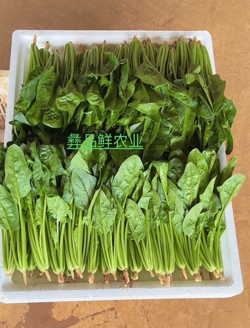 菠菜