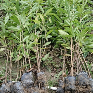 木荷，木荷，袋苗裸根苗