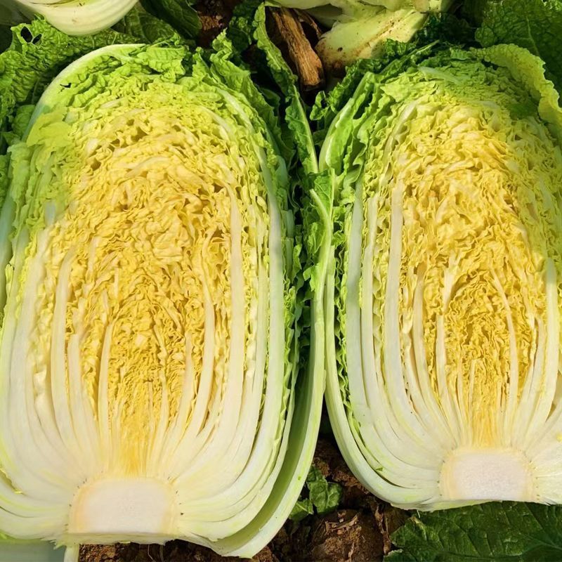 善春美大白菜种子早熟高产黄心白菜种籽春季夏秋季耐抽薹蔬菜