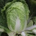 善春美大白菜种子早熟高产黄心白菜种籽春季夏秋季耐抽薹蔬菜