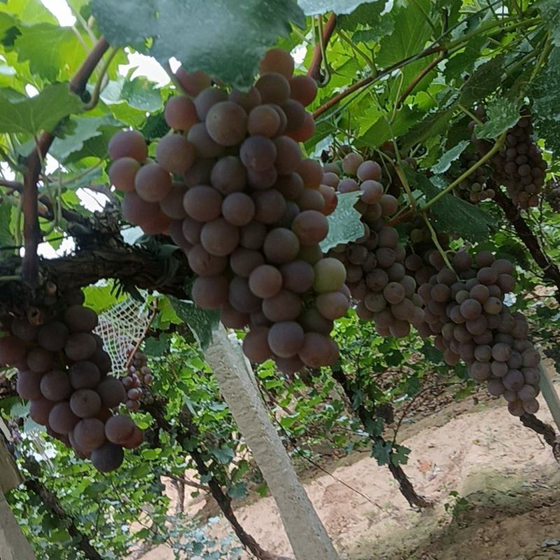 河北龙眼葡萄大量现货规格齐全可视频看货代发全国