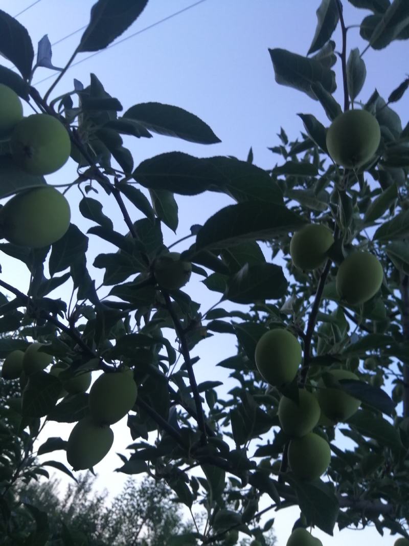 鸡心果