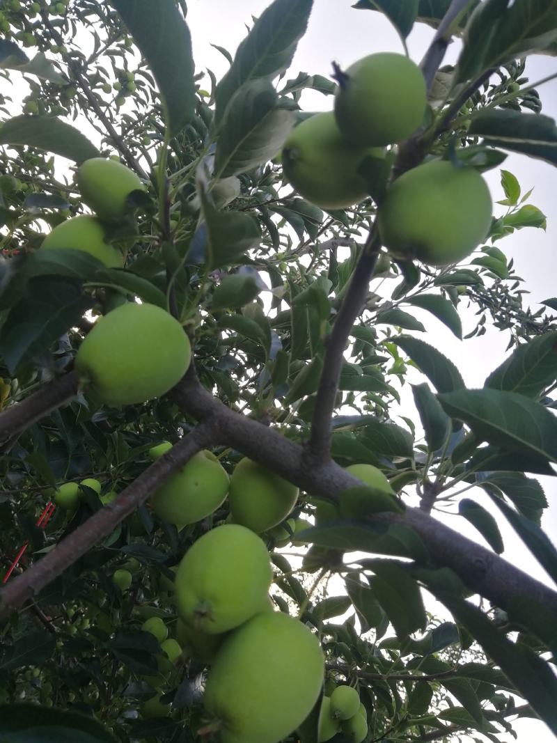 鸡心果