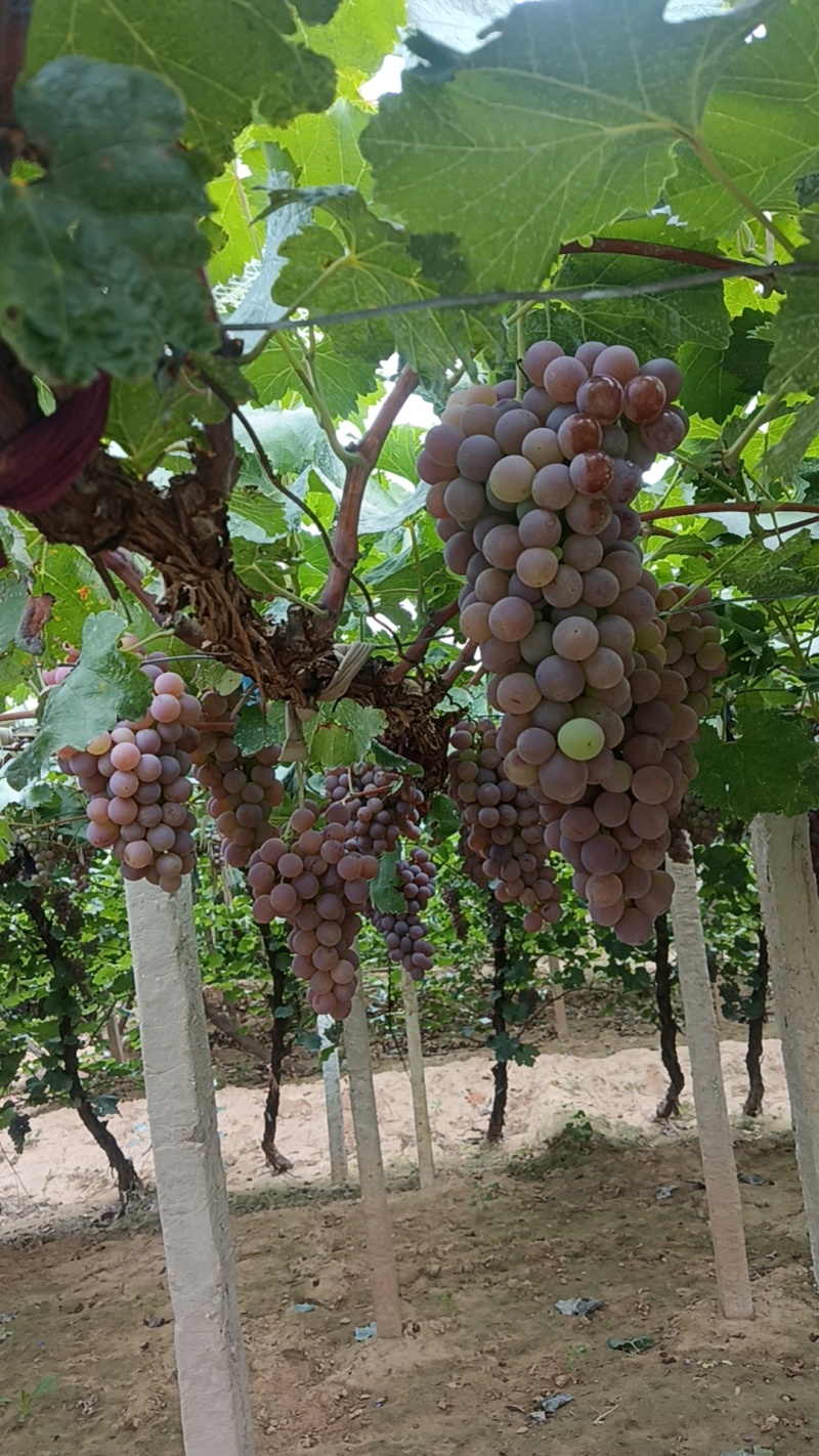 河北龙眼葡萄大量现货规格齐全可视频看货代发全国