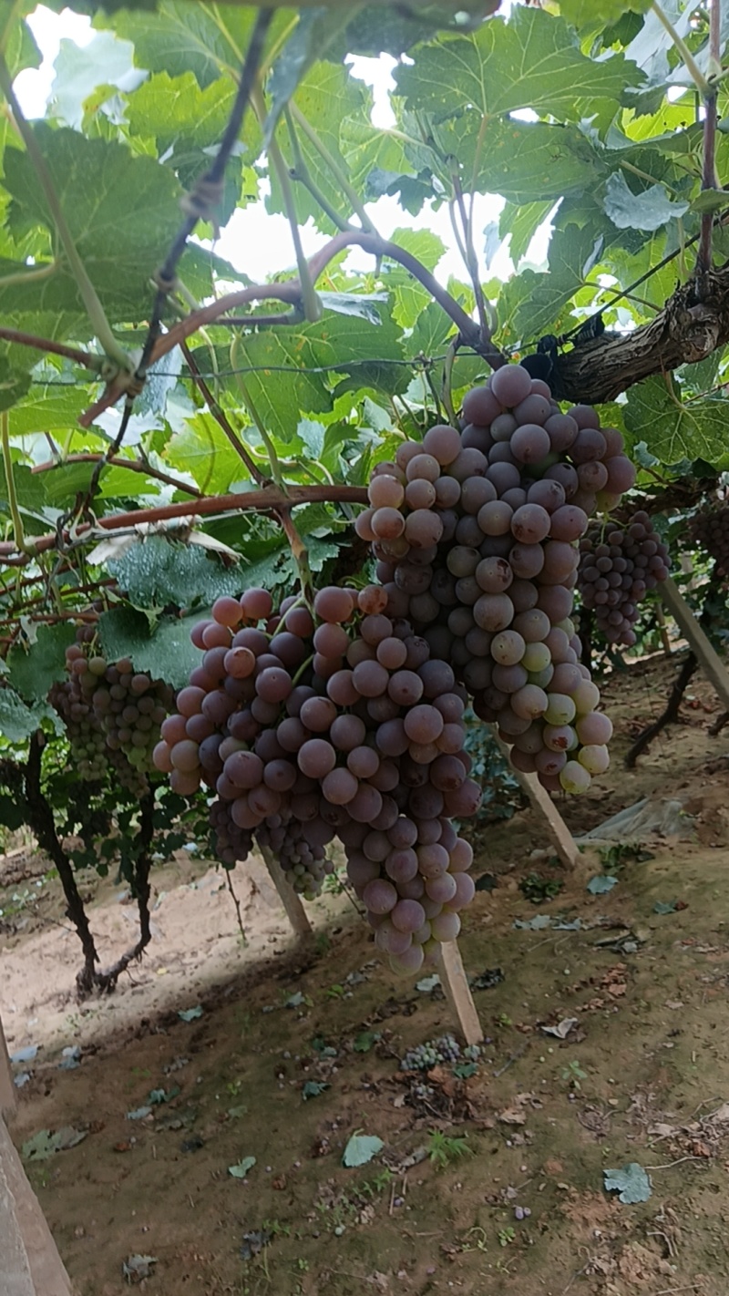 河北龙眼葡萄大量现货规格齐全可视频看货代发全国