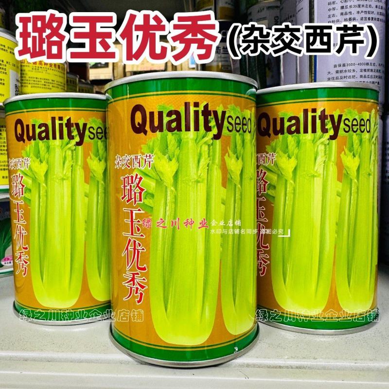 璐玉**杂交西芹种子黄绿色芹菜种子进口杂交大西芹种籽