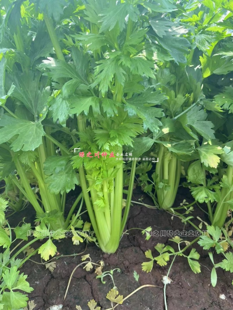 璐玉**杂交西芹种子黄绿色芹菜种子进口杂交大西芹种籽