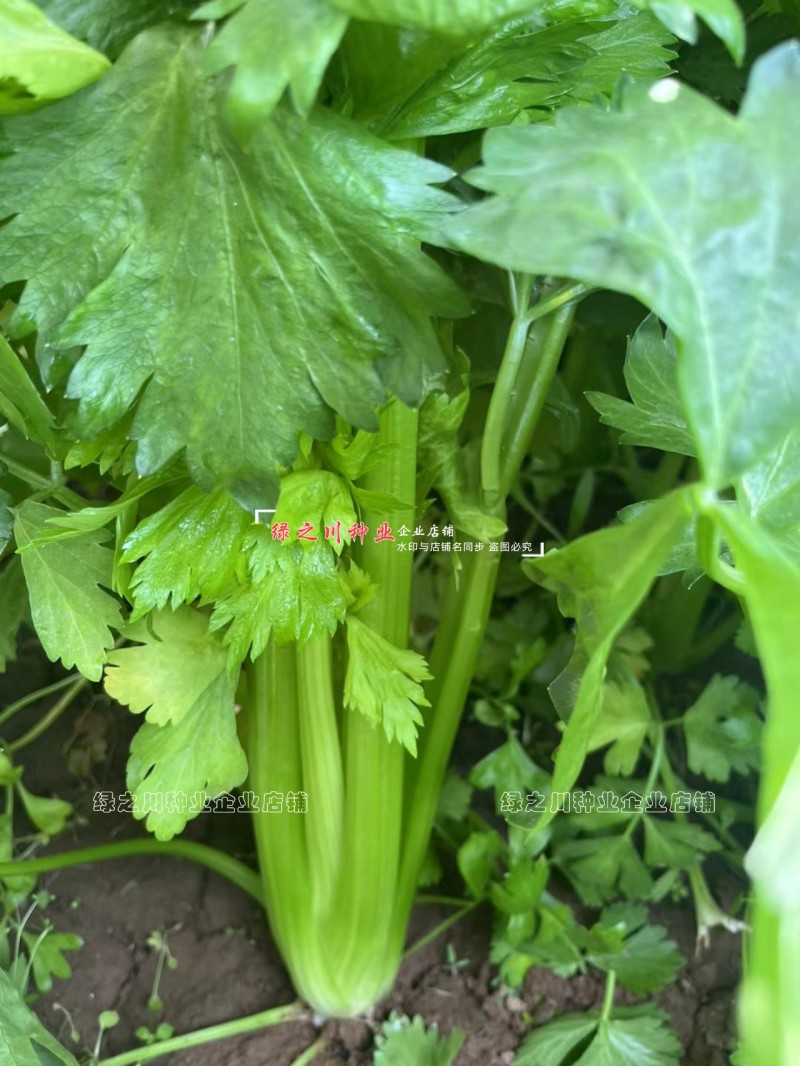 璐玉**杂交西芹种子黄绿色芹菜种子进口杂交大西芹种籽