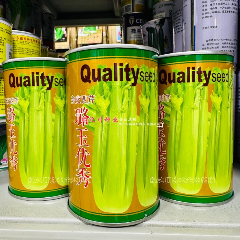 璐玉**杂交西芹种子黄绿色芹菜种子进口杂交大西芹种籽