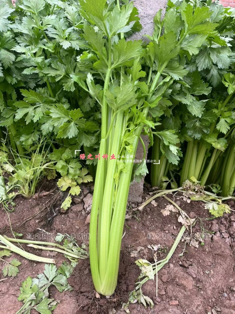 璐玉**杂交西芹种子黄绿色芹菜种子进口杂交大西芹种籽