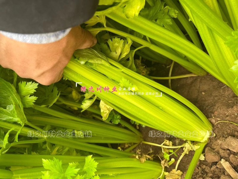 璐玉**杂交西芹种子黄绿色芹菜种子进口杂交大西芹种籽
