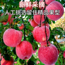 陕西洛川红富士苹果，高档苹果，送礼首选