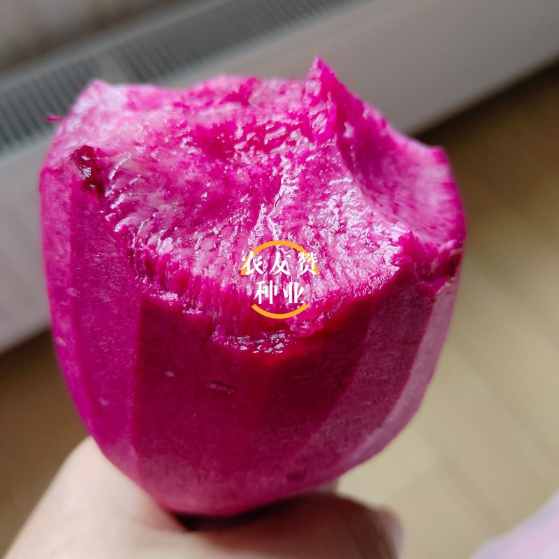 凤梨萝卜种子水果萝卜种子脆甜杂交红皮红肉萝卜种籽秋季