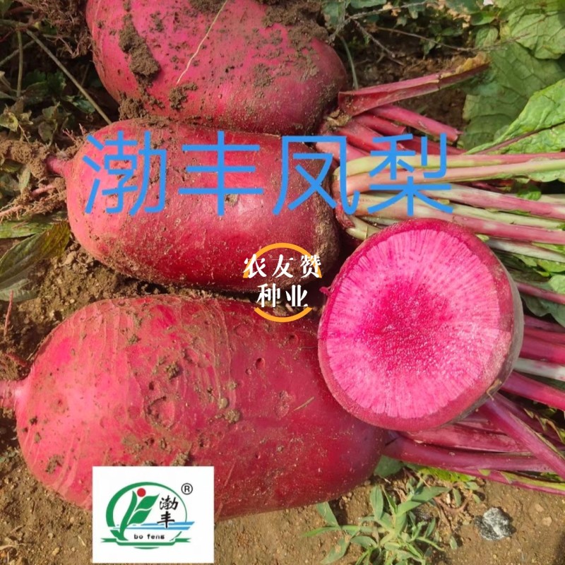 凤梨萝卜种子水果萝卜种子脆甜杂交红皮红肉萝卜种籽秋季