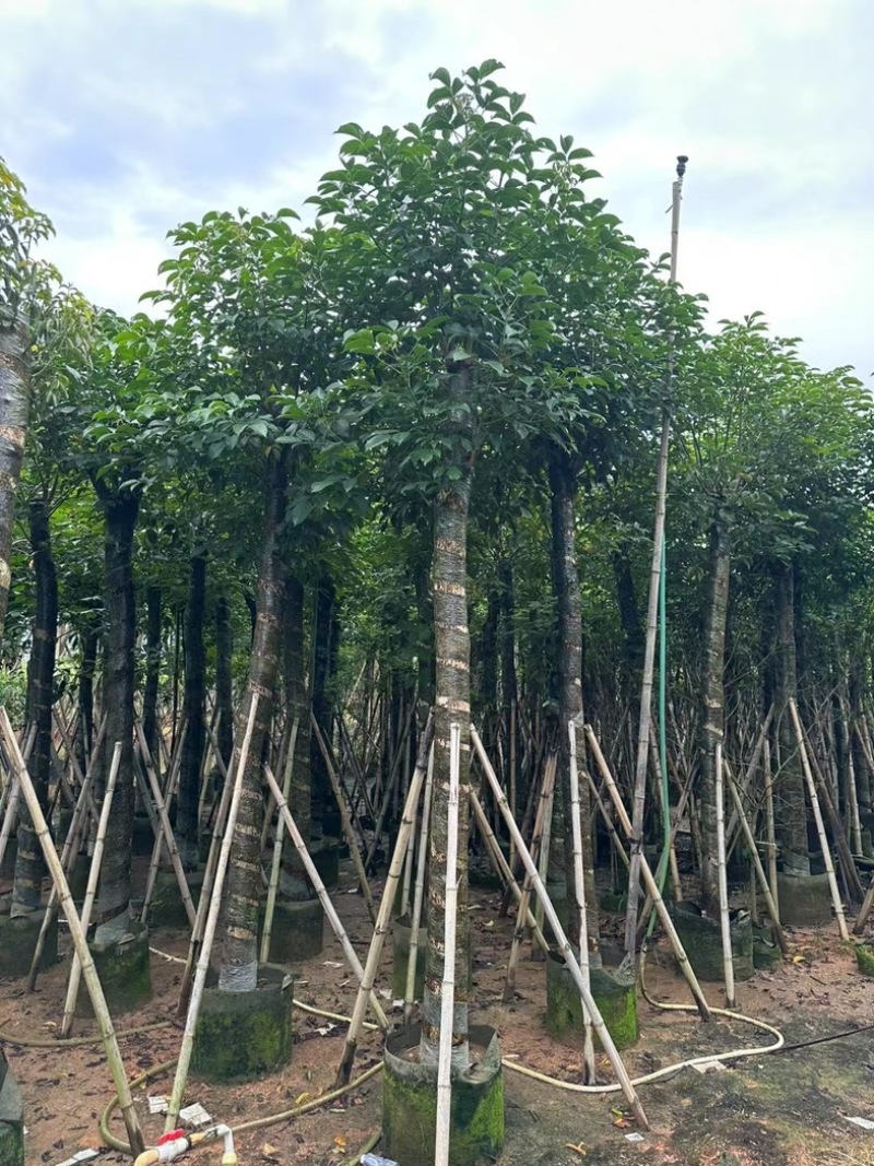 光杆秋枫15～20公分产地直发规格齐全质量优质
