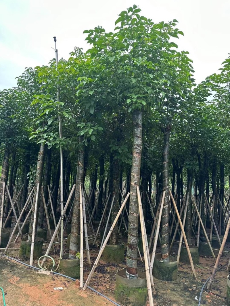 光杆秋枫15～20公分产地直发规格齐全质量优质