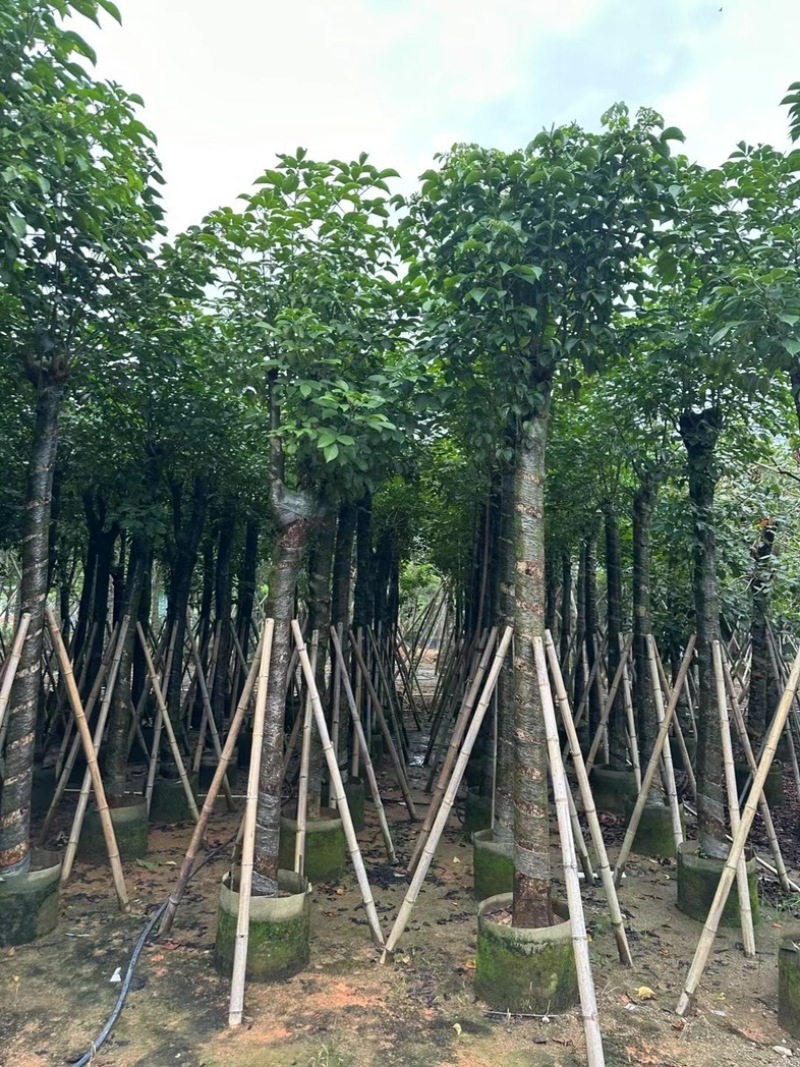 光杆秋枫15～20公分产地直发规格齐全质量优质