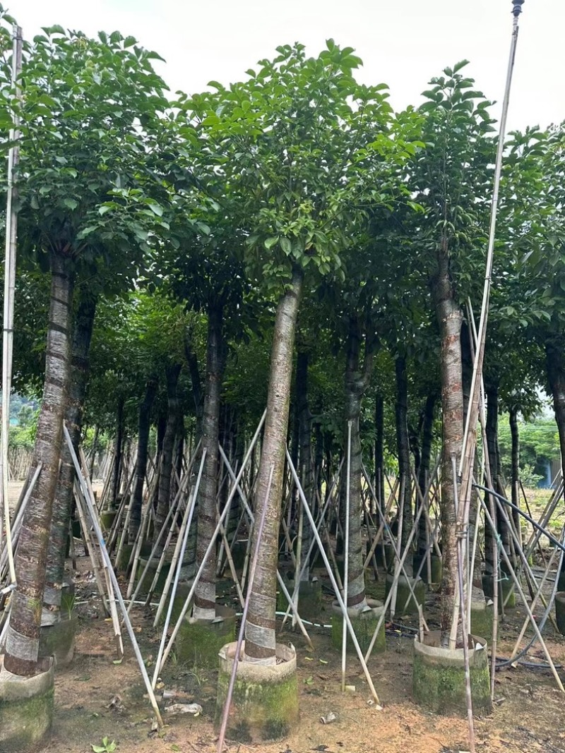 光杆秋枫15～20公分产地直发规格齐全质量优质