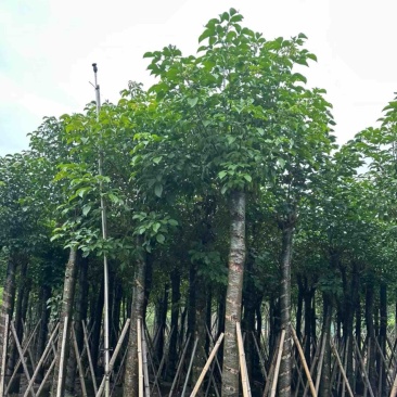 光杆秋枫15～20公分产地直发规格齐全质量优质