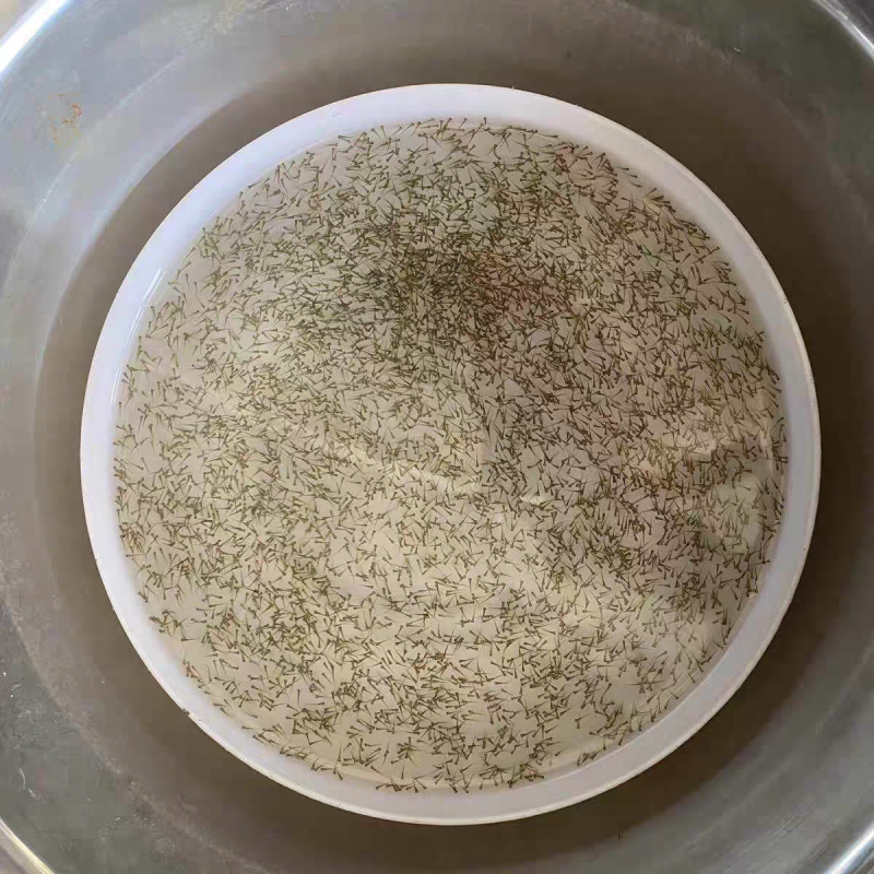 水花鱼苗活体水产幼苗孵化场直供小鱼苗