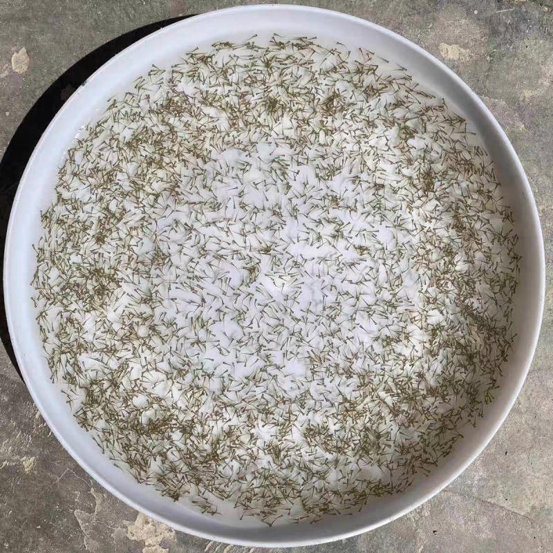 水花鱼苗活体水产幼苗孵化场直供小鱼苗