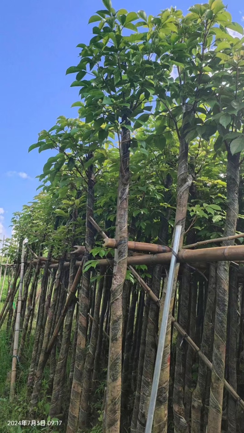 光杆重阳木5～15公分产地直发规格齐全质量优质