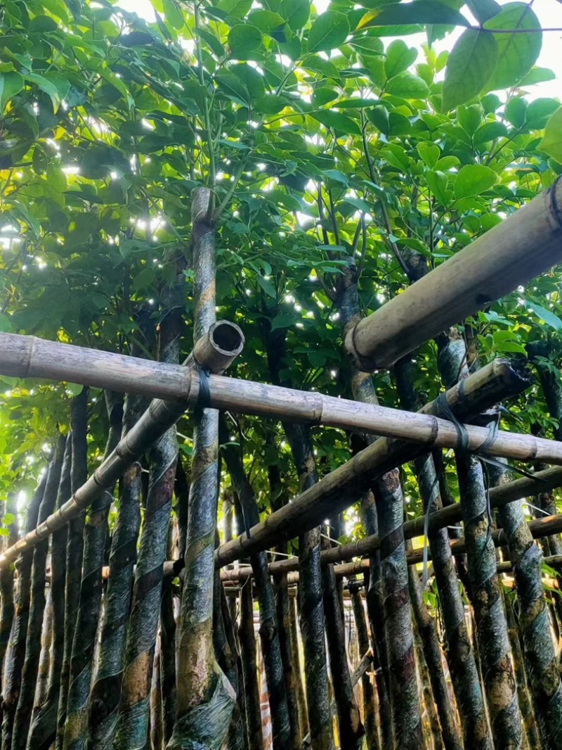 光杆重阳木5～15公分产地直发规格齐全质量优质