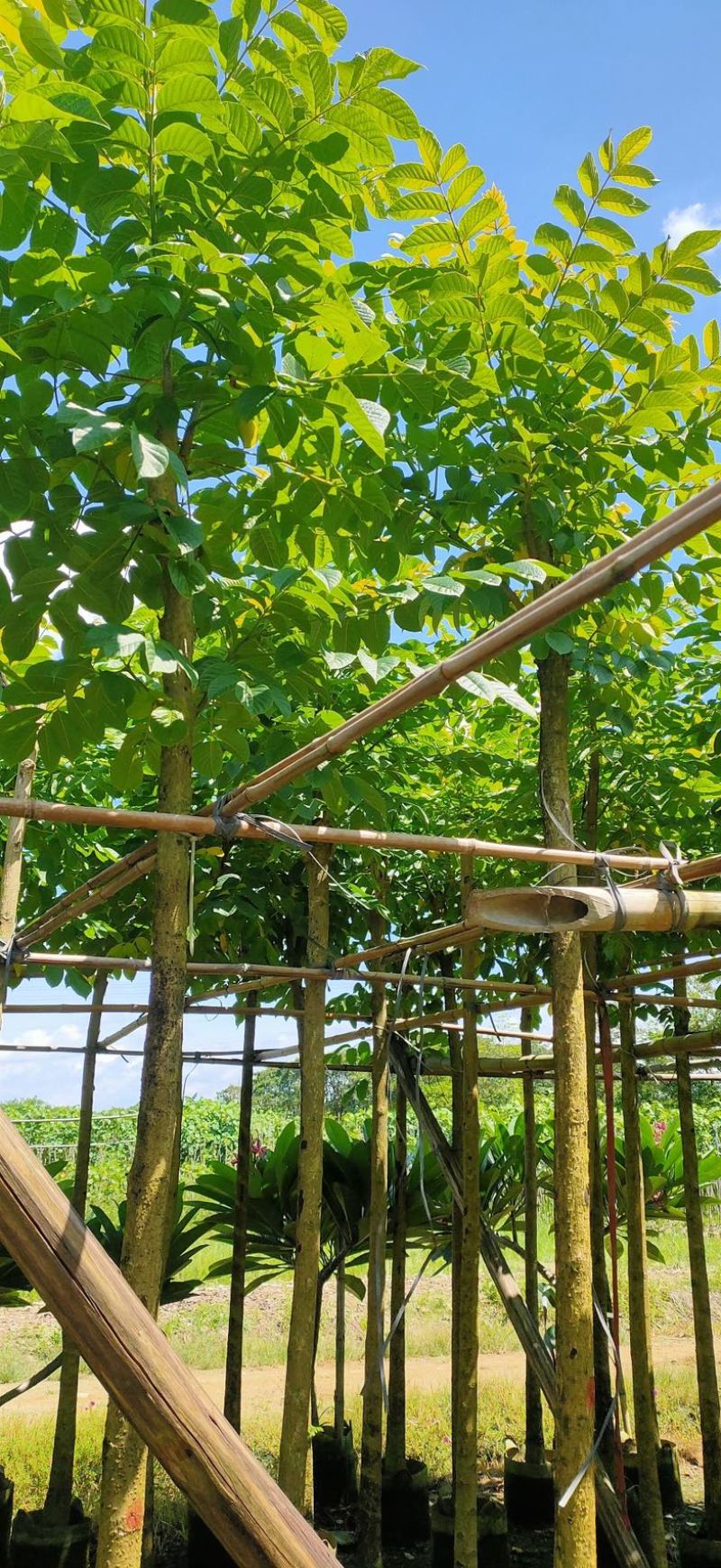 光杆火焰木5～15公分产地直发规格齐全质量优质
