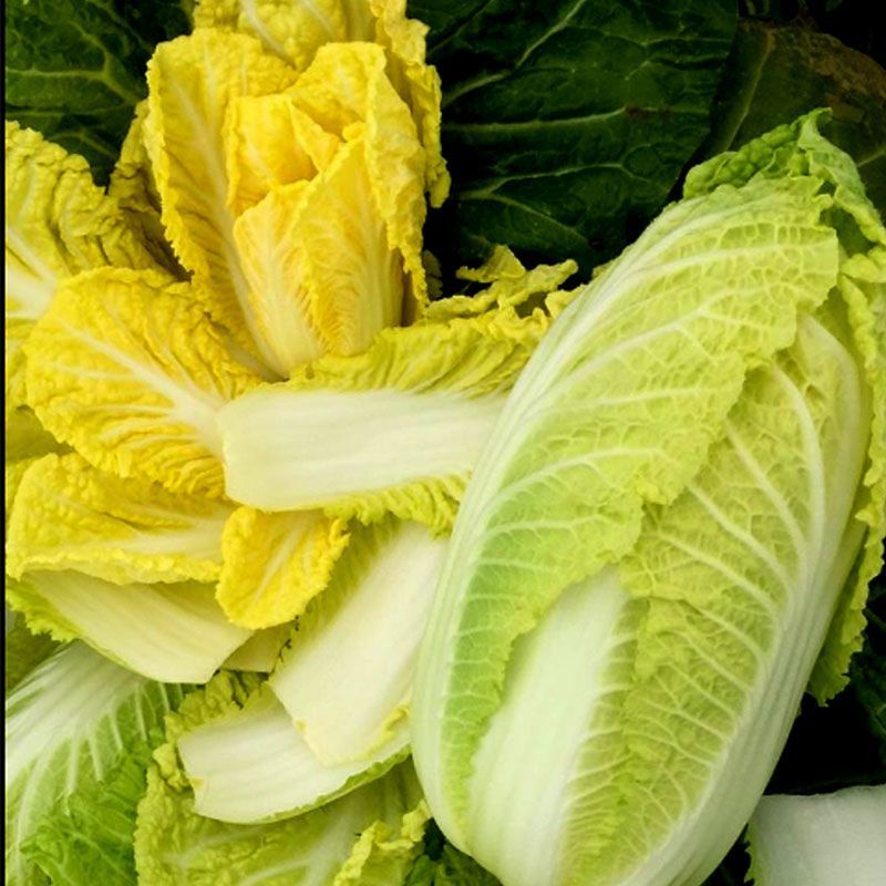 韩国进口黄心娃娃菜种子耐热耐雨夏贝贝娃娃菜白菜种籽四季蔬