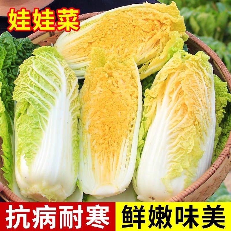 韩国进口黄心娃娃菜种子耐热耐雨夏贝贝娃娃菜白菜种籽四季蔬