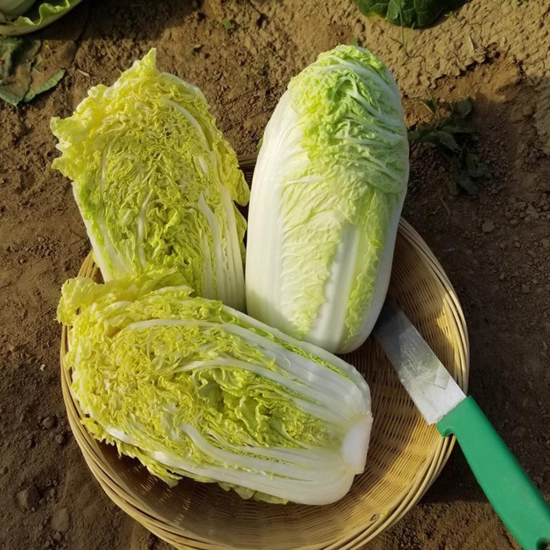 韩国进口黄心娃娃菜种子耐热耐雨夏贝贝娃娃菜白菜种籽四季蔬