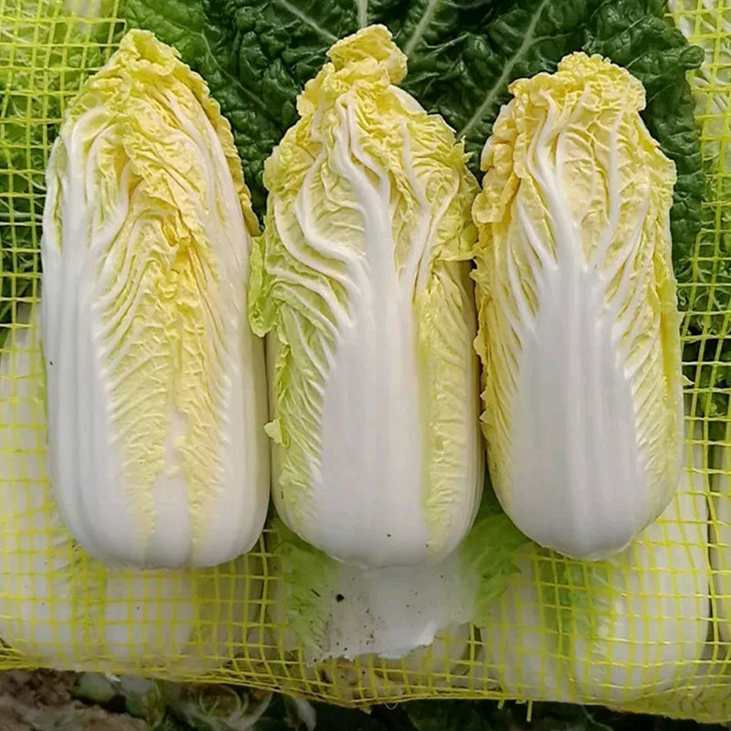 韩国进口黄心娃娃菜种子耐热耐雨夏贝贝娃娃菜白菜种籽四季蔬