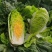 韩国进口黄心娃娃菜种子耐热耐雨夏贝贝娃娃菜白菜种籽四季蔬