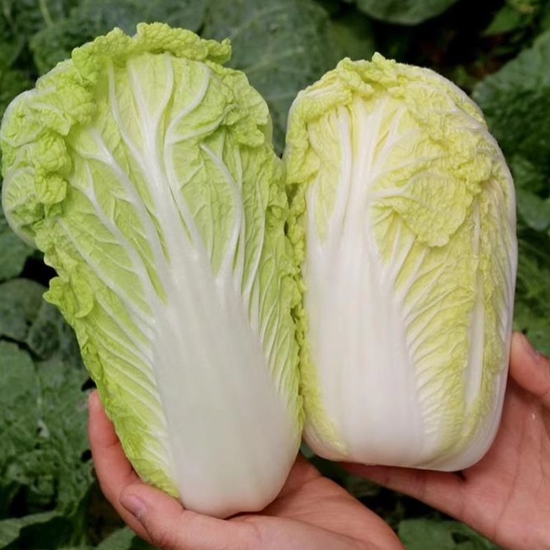 韩国进口黄心娃娃菜种子耐热耐雨夏贝贝娃娃菜白菜种籽四季蔬