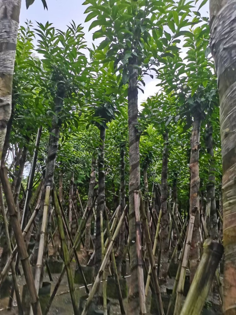 水翁树8～15公分产地直发规格齐全质量优质