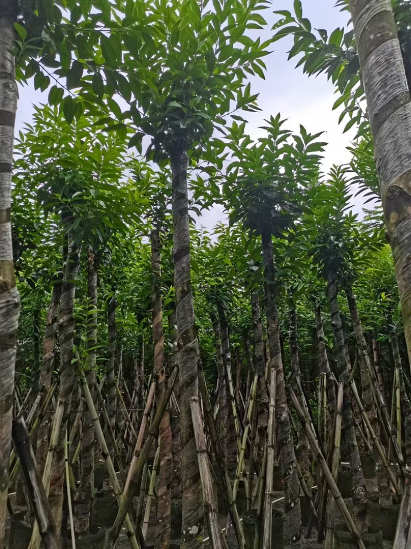 水翁树8～15公分产地直发规格齐全质量优质